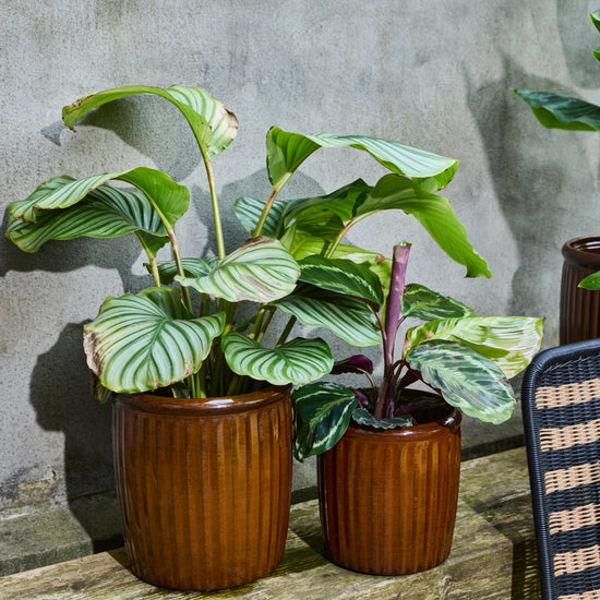 Planter, HDGroove, Brown