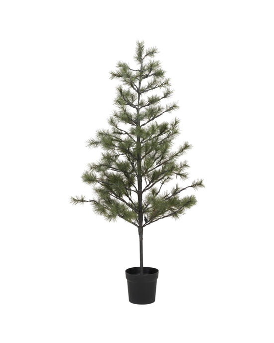 Weihnachtsbaum, Peuce, Natur