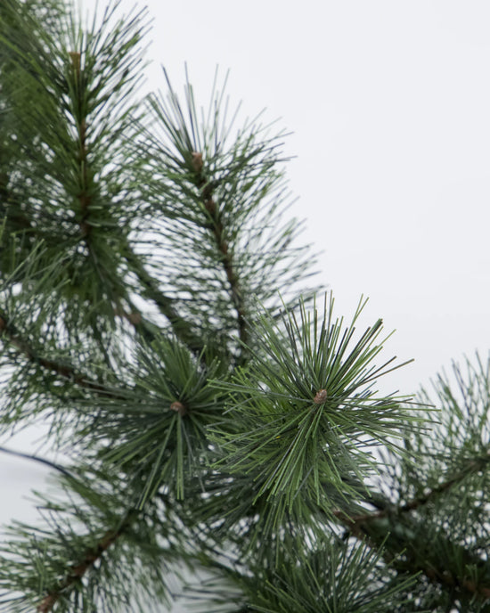 Wreath, HDGiant, Nature