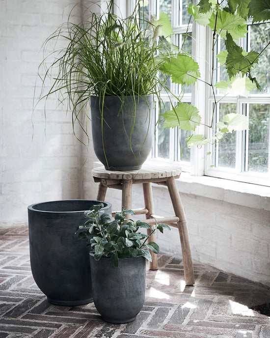 Planters and plants