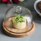 Cheese bell, NVFromage, Natural