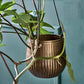 Blumentopf, HDPlan, Gold