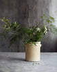 Blumenkasten, Pottery M, Sand