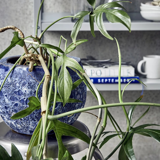 Blumentopf, HDPavi, Blau