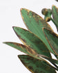 Candle stand, HDLeaves, Antique green
