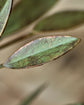 Candle stand, HDLeaves, Antique green