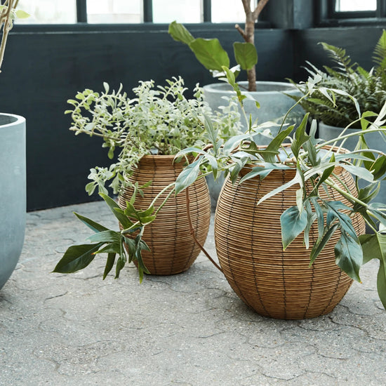 Planter, HDBoum, Nature