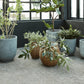 Planter, HDBoum, Nature