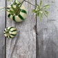 Tealight holder, HDHope, Green