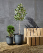 Blumenkasten, Vig, Grau