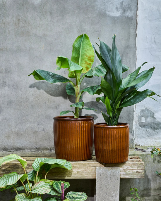 Blumentopf, HDGroove, Braun