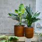 Planter, HDGroove, Brown