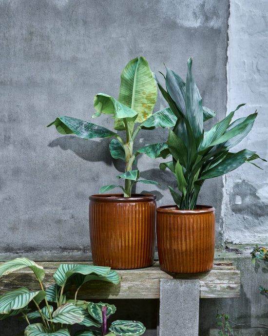Blumentopf, HDGroove, Braun