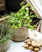 Basket, HDHang, Nature