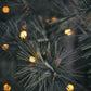 Weihnachtsbaum, Natur
