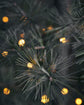 Weihnachtsbaum, HDPin, Natur