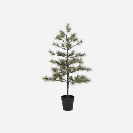 Weihnachtsbaum, Peuce, Natur