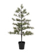 Christmas tree, HDPeuce, Nature