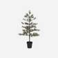 Weihnachtsbaum, Peuce, Natur