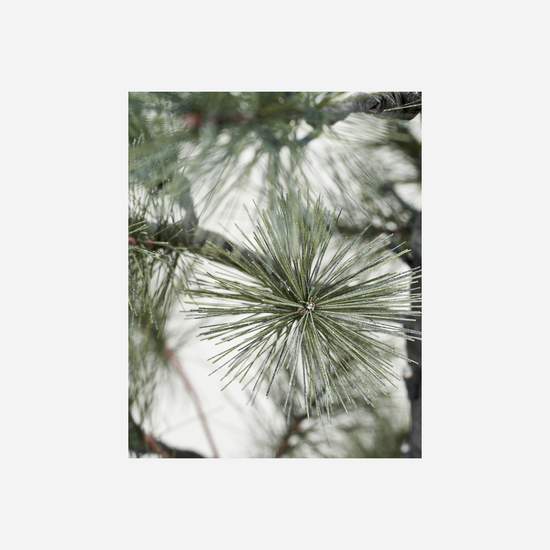 Weihnachtsbaum, Peuce, Natur