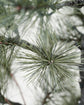 Christmas tree, HDPeuce, Nature