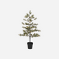 Weihnachtsbaum, Peuce, Natur