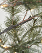 Christmas tree, HDPeuce, Nature