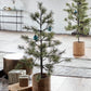 Christmas tree, HDPeuce, Nature