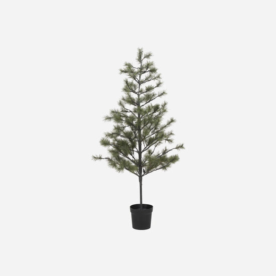 Weihnachtsbaum, Peuce, Natur