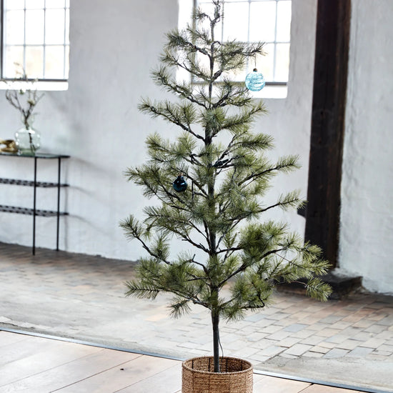 Weihnachtsbaum, Peuce, Natur