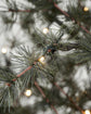Christmas tree, HDPin, Nature