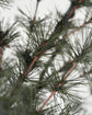 Christmas tree, HDPin, Nature