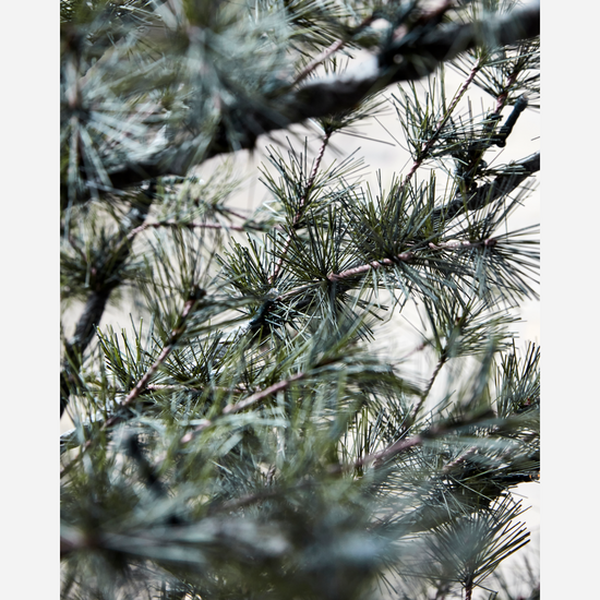Weihnachtsbaum, Pin, Natur