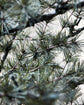 Christmas tree, HDPin, Nature