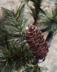 Christmas branch, HDPeuce, Nature