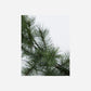Wreath, HDGiant, Nature