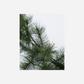 HDGiant, Natur