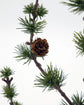 Christmas tree, HDStay, Green