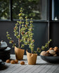 Weihnachtsbaum, HDStay, Grün