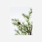 Wreath, HDFrost, Green