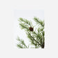 Wreath, HDFrost, Green