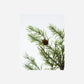 Wreath, HDFrost, Green