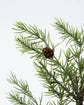 Wreath, HDFrost, Green