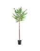 Kunstig plante, HDHornbeam, Green, Purple