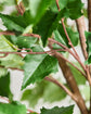 Kunstig plante, HDHornbeam, Green, Purple