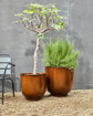 Planter, HDCove, Brown