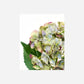 Artificial flower, HDHydrangea, Green, Blue