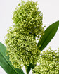 Artificial flower, HDSkimmia, Green