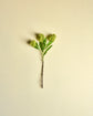 Artificial flower, HDSkimmia, Green