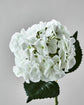 Artificial flower, HDHydrangea, White